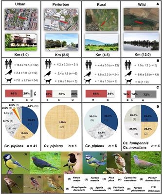 Avian Feeding Preferences of Culex pipiens and Culiseta spp. Along an Urban-to-Wild Gradient in Northern Spain